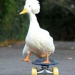 skaterduck2.jpg
