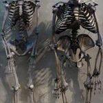 skeletons2.jpg