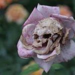 skull_rose.jpg