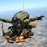 sky_diving_dog.jpg