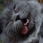 sleepiest_cat_ever_-_look_at_this_video.jpg