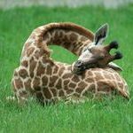 sleeping_giraffe.jpg
