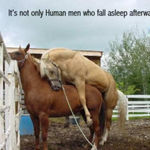 sleeping_horse.jpg