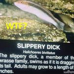 slippery_dick.jpg