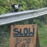 slow5.jpg