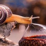 snail_2.jpg