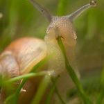 snail_eating_grass.jpg
