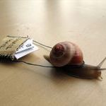 snail_mail.jpg