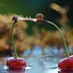 snails_kiss_on_cherries.jpg