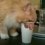 sniffsh.jpg