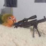 sniper_bird.jpg