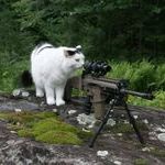 snipercat6.jpg