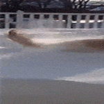 snowdog4.gif