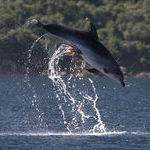 some_people_get_crabs_on_their_privates_some_dolphins_get_octopuses.jpg