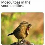 southmosquitoes.jpg