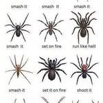 spider_identification_chart.jpg