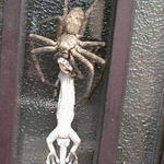spider_lunch.jpg