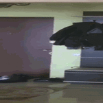 spidercat6.gif