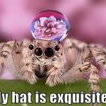 spiders_hat.jpg