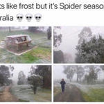 spiderseason.jpg