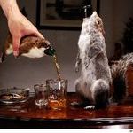 squirrel_beer.jpg