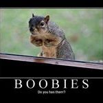 squirrel_boobies.jpg