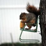 squirrel_chair.jpg