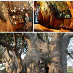 sunland_baobab_in_africa.jpg