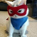 supercat5.jpg