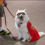 superdog_costume.jpg
