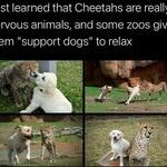 supportdogs2.jpg