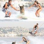 surfdog.jpg