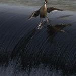 surfer_bird.jpg