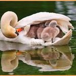 swan_mother_with_cygnets.jpg
