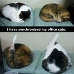 synchronized_cats.jpg