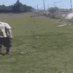 taittuuuu3.gif
