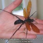 tarantula_hawk_wasp.jpg