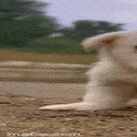 taxikyyti.gif