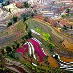 terraced_rice_field.jpg