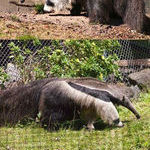 the_anteater_is_two_animals_in_one.jpg