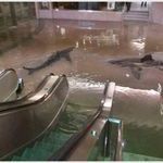the_collapse_of_a_shark_tank_at_the_scientific_center_in_kuwait.jpg
