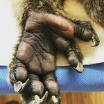 the_hand_of_a_koala.jpg