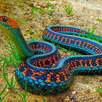 the_most_colorful_snake_in_the_world_california_red_sided_garter_snake.jpg