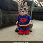 the_super_kitty.jpg