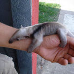this_anteater_is_so_tiny.jpg