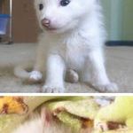 this_baby_red_fox_is_the_sleepiest_pet_ever.jpg