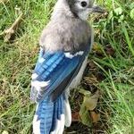 this_blue_jay_still_has_half_of_its_baby_feathers.jpg