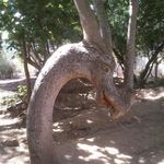 this_tree_looks_like_a_dragon.jpg
