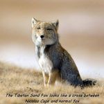 tibetansandfox.jpg