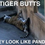 tiger_butt.jpg